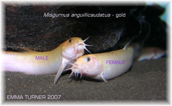 Misgurnus anguillicaudatus - pair