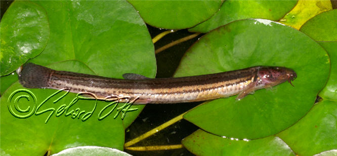 Misgurnus fossilis - in a garden pond