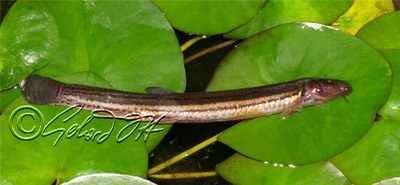 Misgurnus fossilis - in a garden pond