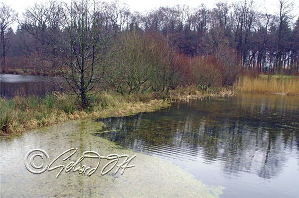 Misgurnus fossilis - natural habitat habitat near Aukrug in Schleswig-Holstein, Germany. To the left is a spawning area in a bed of Eleocharis acicularis.