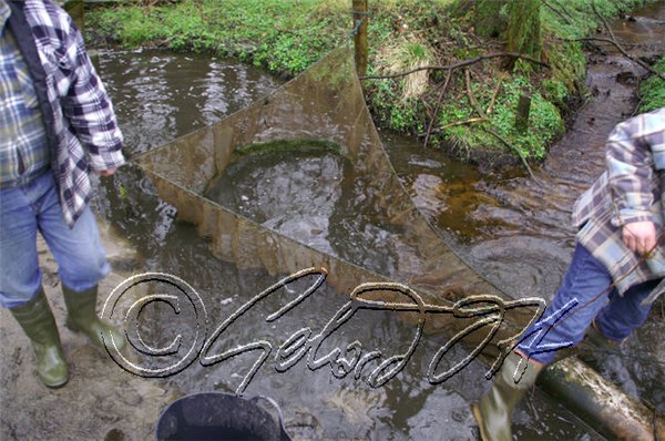 Misgurnus fossilis - being caught from a pond