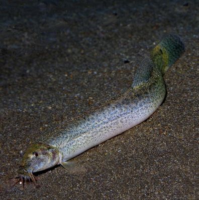 Weather Loach (Misgurnus anguillicaudatus)