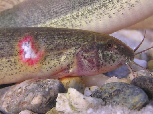 Weather Loach (Misgurnus anguillicaudatus) - damage from transport to be treated