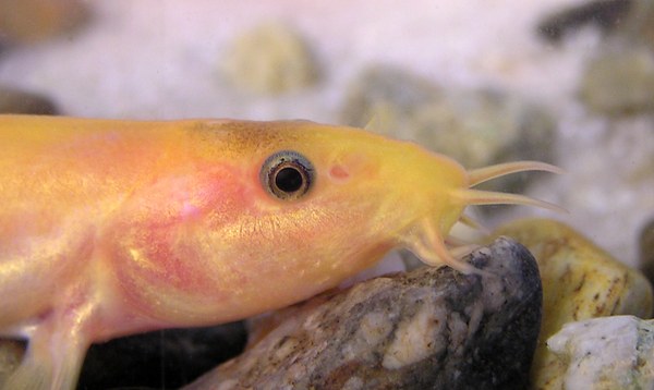 Golden dojo loach (Misgurnus anguillicaudatus) closeup of head