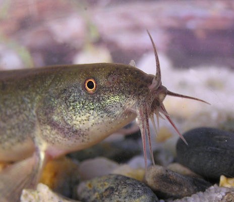 Weather Loach (Misgurnus anguillicaudatus)