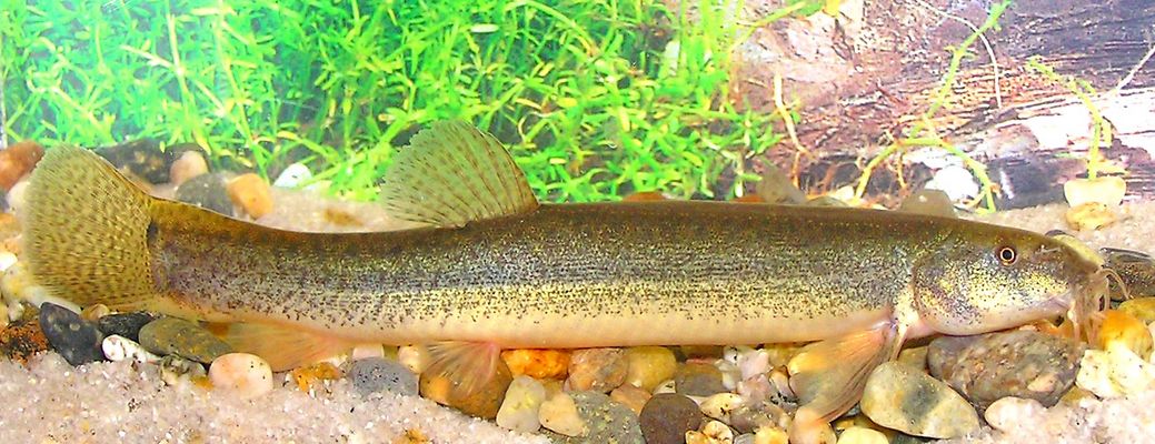 Weather Loach (Misgurnus anguillicaudatus)