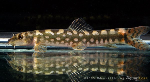 Mesonoemacheilus guentheri Mesonoemacheilus guentheri