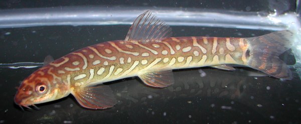 Mesonemacheilus triangularis