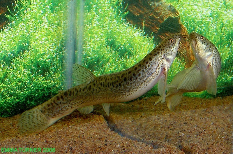 Weather Loach (Misgurnus anguillicaudatus)