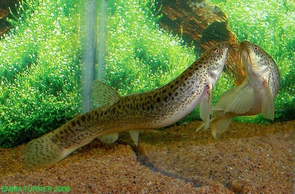 Weather Loach (Misgurnus anguillicaudatus)