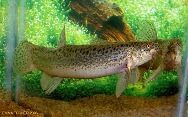 Weather Loach (Misgurnus anguillicaudatus)