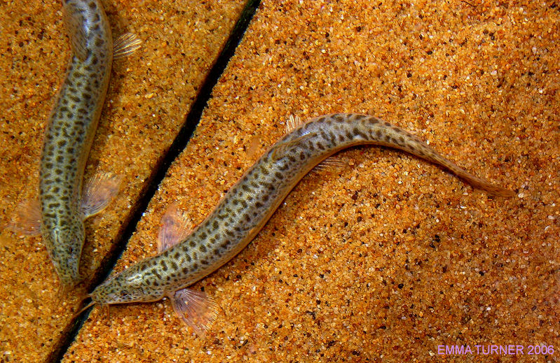 Weather Loach (Misgurnus anguillicaudatus)