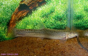 Weather Loach (Misgurnis anguillicaudatus)