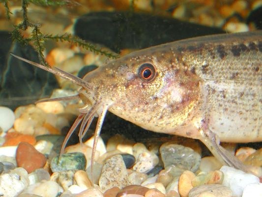 Weather Loach (Misgurnus anguillicaudatus) head closeup