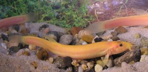 Weather Loach (Misgurnus anguillicaudatus) "Gold Dojo" Weather Loach (Misgurnus anguillicaudatus) "Gold Dojo"