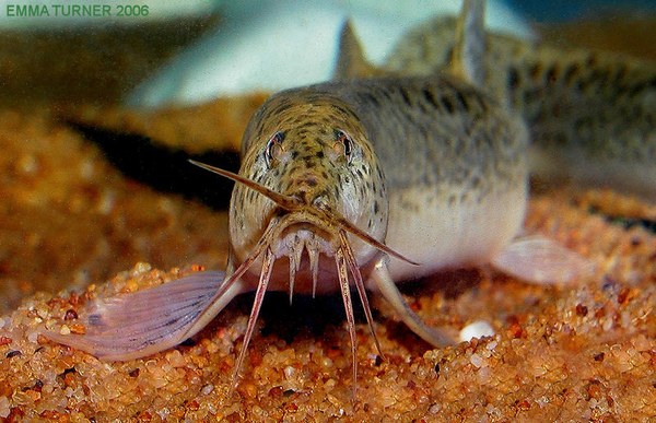 Weather Loach (Misgurnus anguillicaudatus) mouth detail