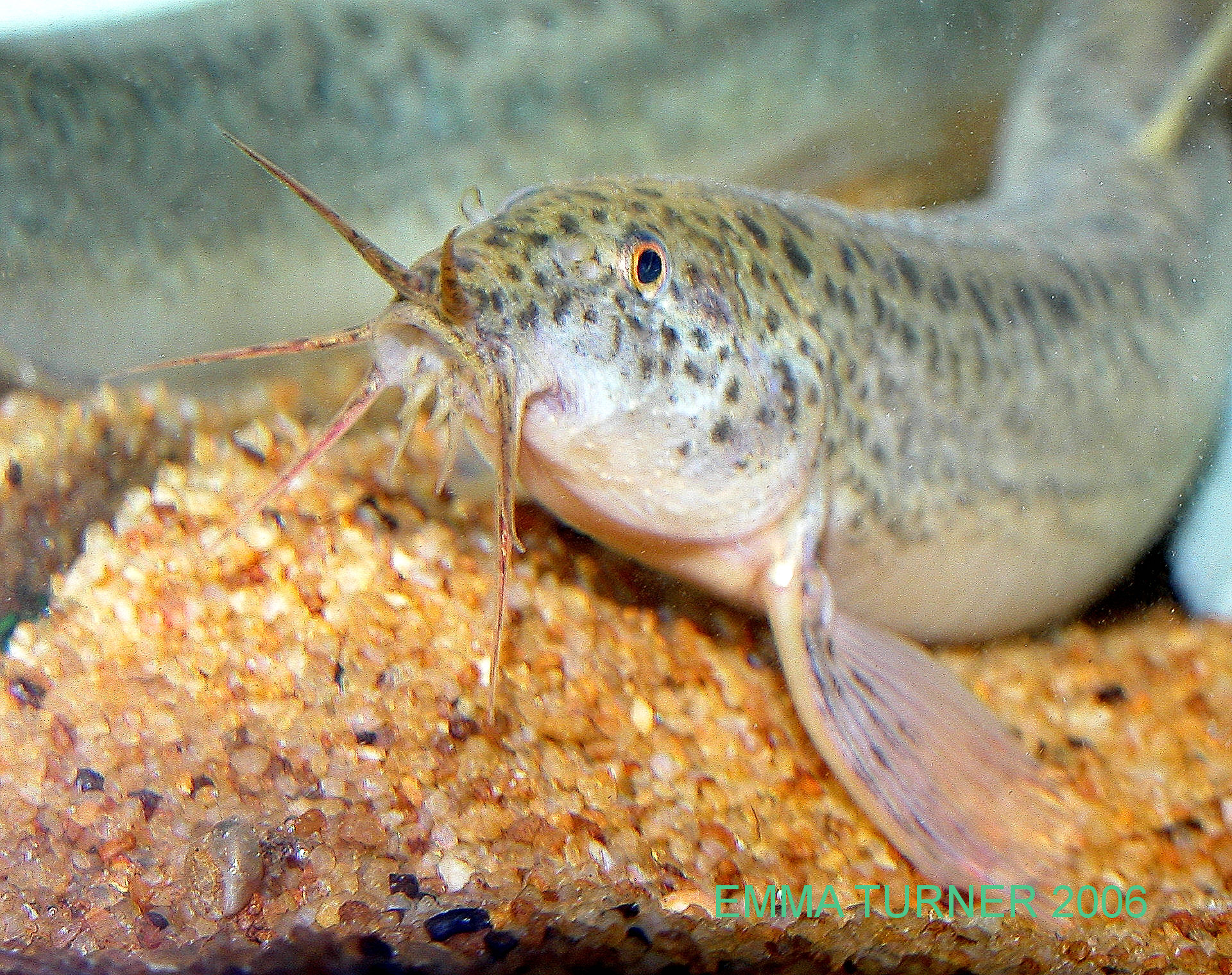 Misgurnus anguillicaudatus