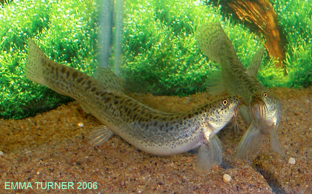 Misgurnus anguillicaudatus