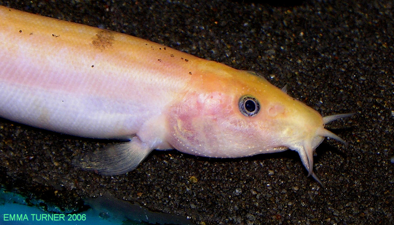 Misgurnus anguillicaudatus - Golden variety -Head closeup