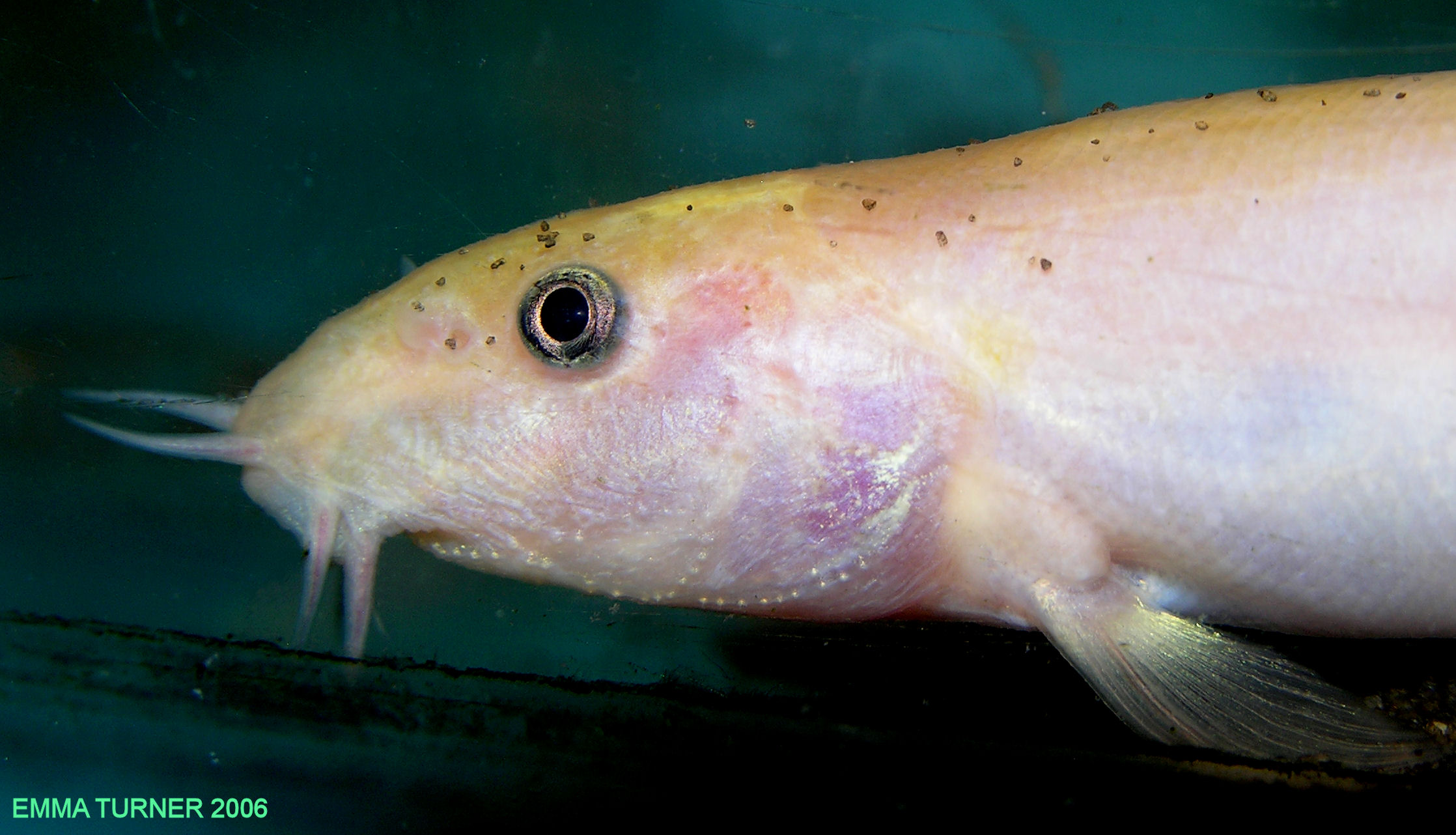 Misgurnus anguillicaudatus - Golden variety -Head closeup