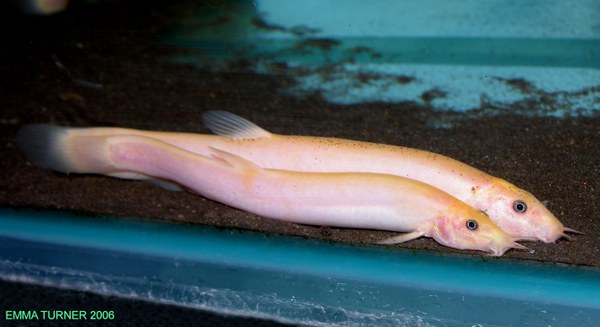 Misgurnus anguillicaudatus - Golden variety