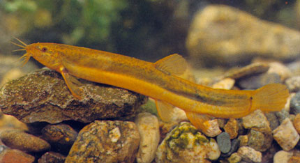 Misgurnus mizolepis, from "Raising Korean Fish" 