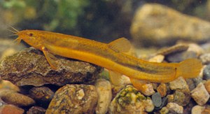 Misgurnus mizolepis, from "Raising Korean Fish" 