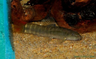 Nemacheilus fasciatus Nemacheilus fasciatus