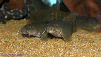 Nemacheilus fasciatus Nemacheilus fasciatus