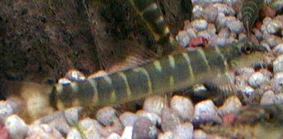 Schistura notostigma Schistura notostigma