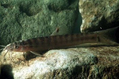 Nemacheilus olivaceus