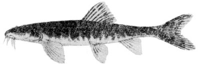 Nemacheilus oxianus