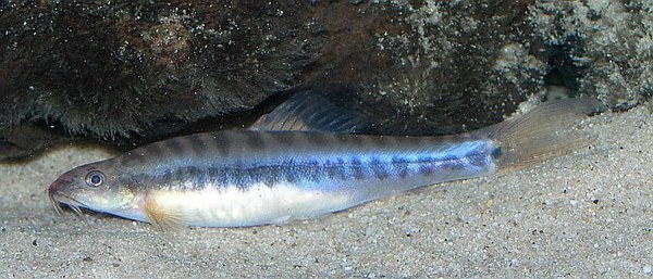 Nemacheilus pallidus