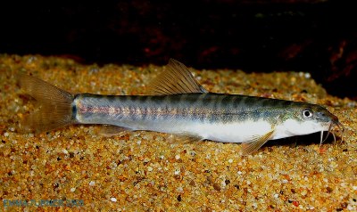 Nemacheilus pallidus Nemacheilus pallidus