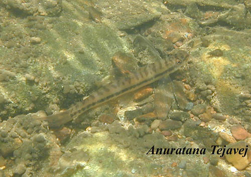 Nemacheilus pallidus in habitat, Thailand