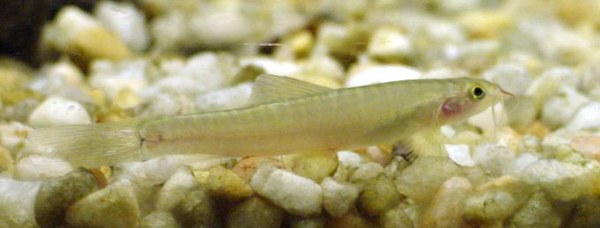 Nemacheilus selangoricus - with faded stripes Nemacheilus selangoricus - with faded stripes