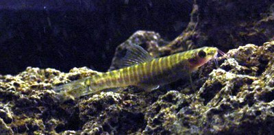 Nemacheilus selangoricus