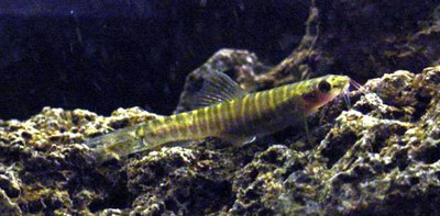 Nemacheilus selangoricus Nemacheilus selangoricus