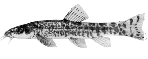 Nemachelius angorae Nemachelius angorae