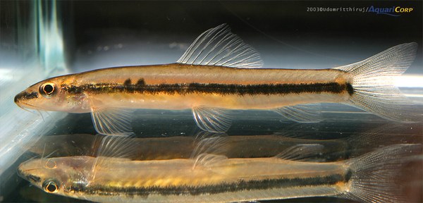 Nemachelius binotatus Nemachelius binotatus