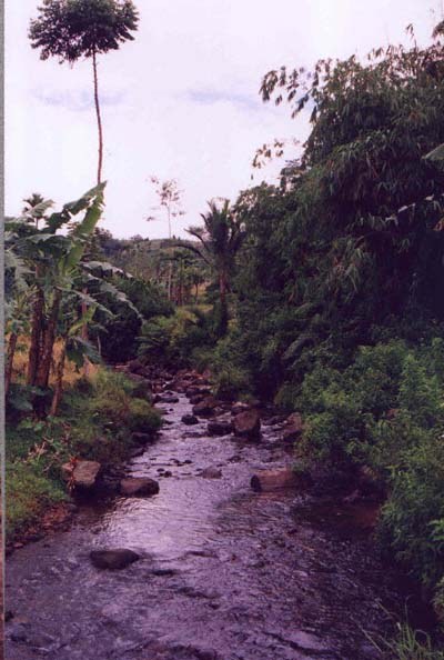 Nemacheilus chrysolaimos - Natural habitat