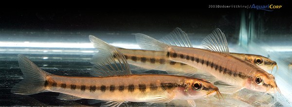 Nemachelius ornatus Nemachelius ornatus