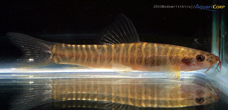 Nemachelius platiceps