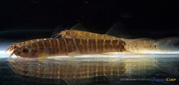 Nemachelius platiceps