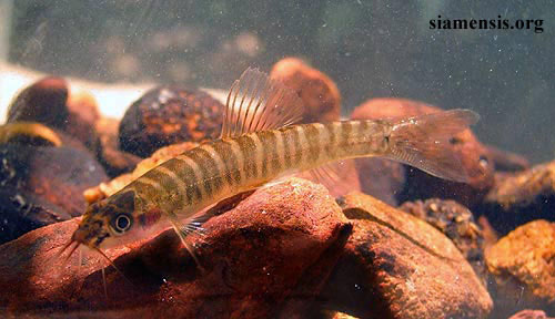 Nemachelius platiceps