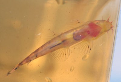Neohomaloptera johorensis underside