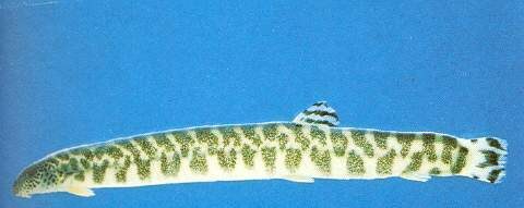Niwaella multifasciata Niwaella multifasciata