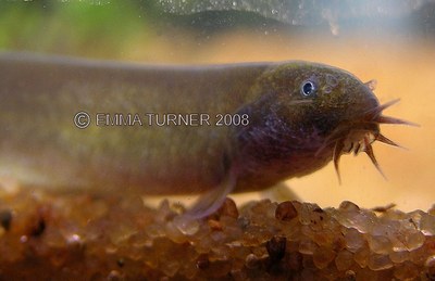 Kuhli Loach - Acantophthalmus (pangio) kuhli