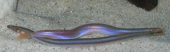 Pangio anguillaris (below) with P. doriae (above)