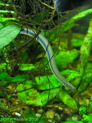 Enguiazinha (Pangio anguillaris) - Ficha Técnica - MyAquarium
